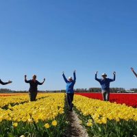 Unveiling the Blossom’s Odyssey: Dutch Flower Farming in Focus
